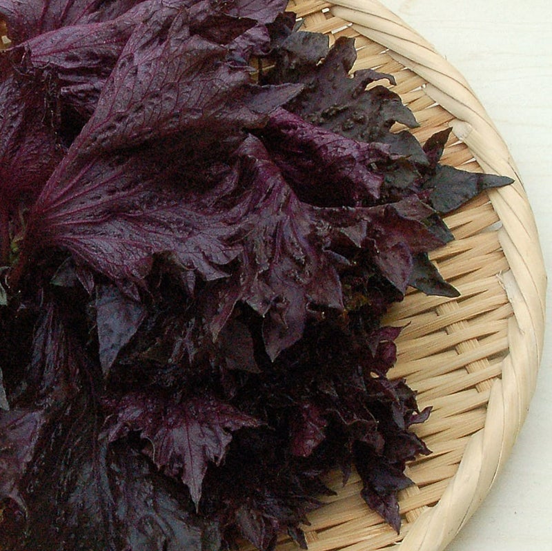 三つの情景 紫蘇・大原